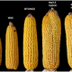 A comparison of two fea3 mutation corn ears with other “normal” ears. Image: Jackson Laboratory, CSHL